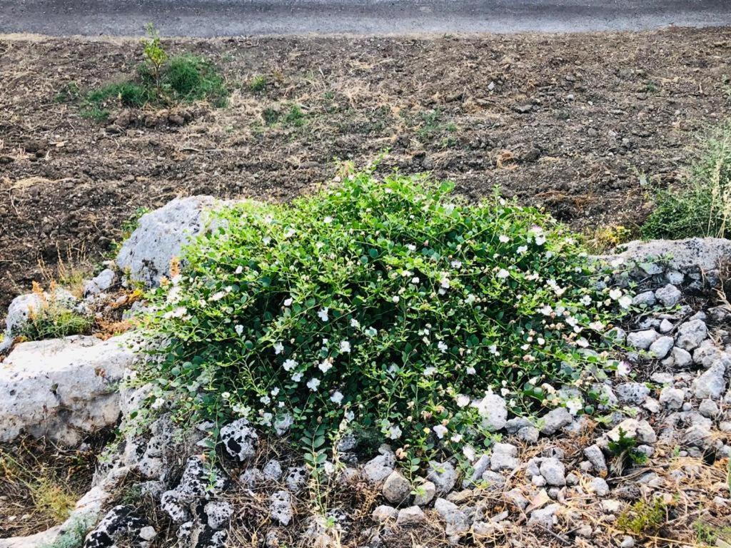 B&B Tenuta La Puntara Caltanissetta Dış mekan fotoğraf