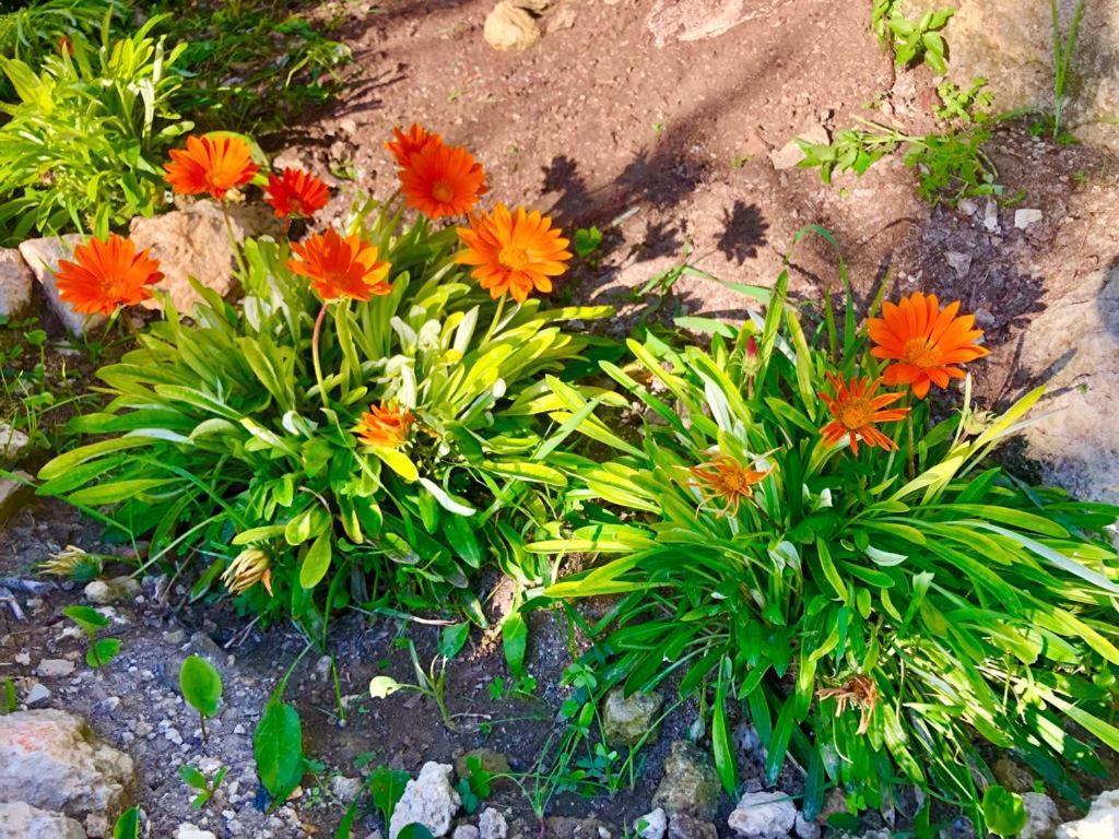 B&B Tenuta La Puntara Caltanissetta Dış mekan fotoğraf