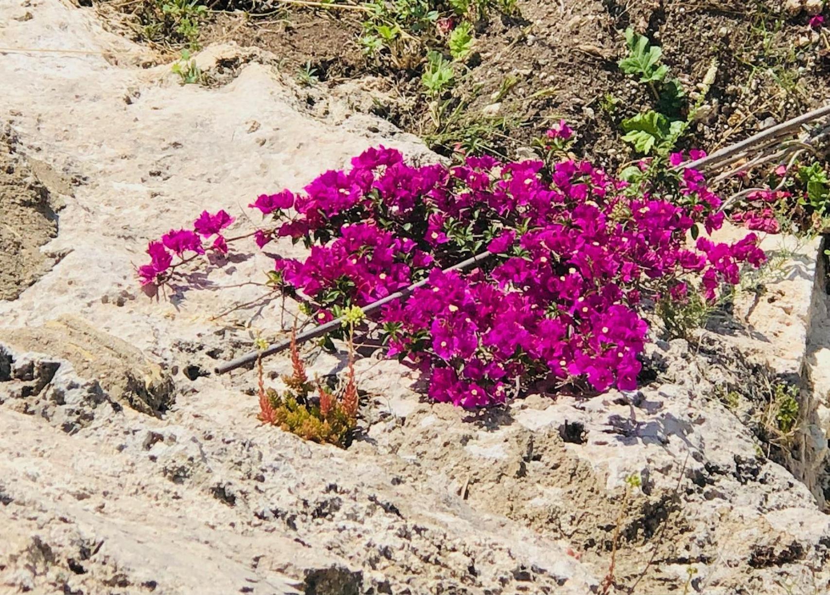 B&B Tenuta La Puntara Caltanissetta Dış mekan fotoğraf