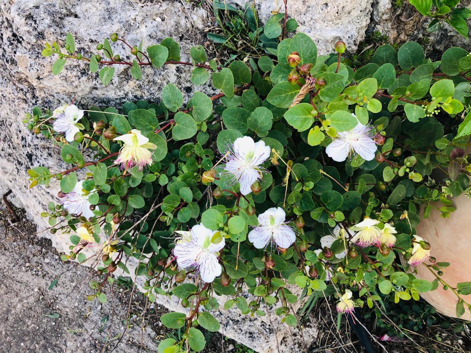 B&B Tenuta La Puntara Caltanissetta Dış mekan fotoğraf